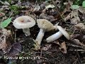 Russula amoenolens-amf1631-1